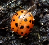 Hesperomyces virescens image