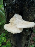 Climacocystis borealis image