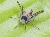 Furia ithacensis image