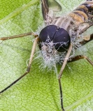 Furia ithacensis image