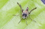 Furia ithacensis image