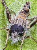 Furia ithacensis image