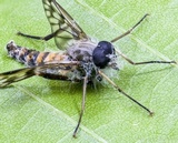 Furia ithacensis image