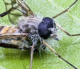 Furia ithacensis image