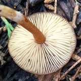 Rhodocybe nitellina image