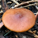 Rhodocybe nitellina image