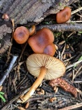 Rhodocybe nitellina image