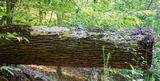 Oxyporus latemarginatus image