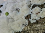 Oxyporus latemarginatus image