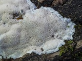 Oxyporus latemarginatus image