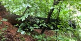 Oxyporus latemarginatus image