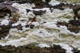 Oxyporus latemarginatus image