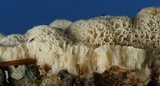 Oxyporus latemarginatus image