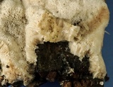 Oxyporus latemarginatus image