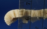 Oxyporus latemarginatus image