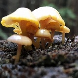 Chromosera cyanophylla image