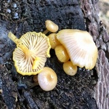 Chromosera cyanophylla image
