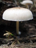 Pluteus petasatus image