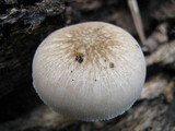 Pluteus petasatus image