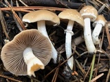 Psathyrella ellenae var. yubaensis image