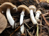 Psathyrella ellenae var. yubaensis image