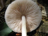 Pluteus petasatus image