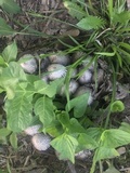 Coprinopsis variegata image