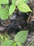 Coprinopsis variegata image