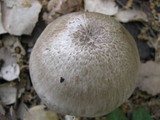 Pluteus petasatus image