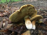 Xanthoconium affine image