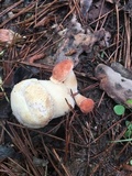 Xanthoconium purpureum image