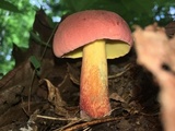 Baorangia bicolor image