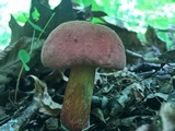 Baorangia bicolor image