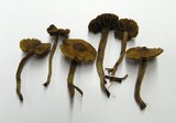 Cortinarius caninus image