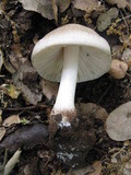 Pluteus petasatus image