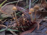 Psilocybe alutacea image