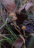 Psilocybe alutacea image