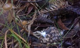 Psilocybe alutacea image