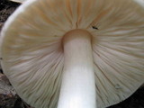 Pluteus petasatus image