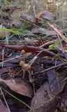 Psilocybe alutacea image