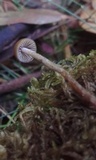 Psilocybe alutacea image
