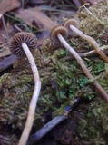Psilocybe alutacea image