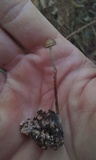 Psilocybe alutacea image