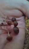 Psilocybe alutacea image