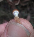 Psilocybe alutacea image