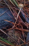 Psilocybe alutacea image