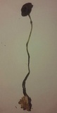 Psilocybe alutacea image