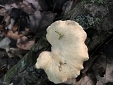 Polyporus leptocephalus image