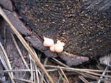 Lycogala epidendrum image