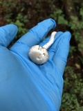 Amanita onusta image